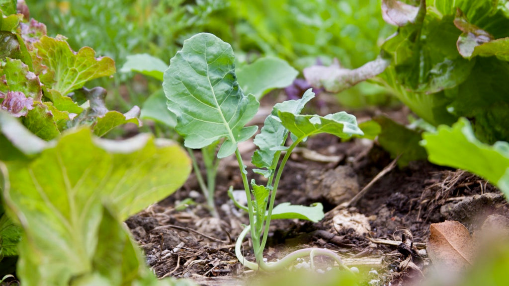 Broccoli seedling