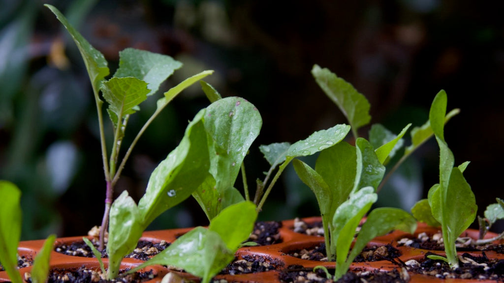 green veg seedlings