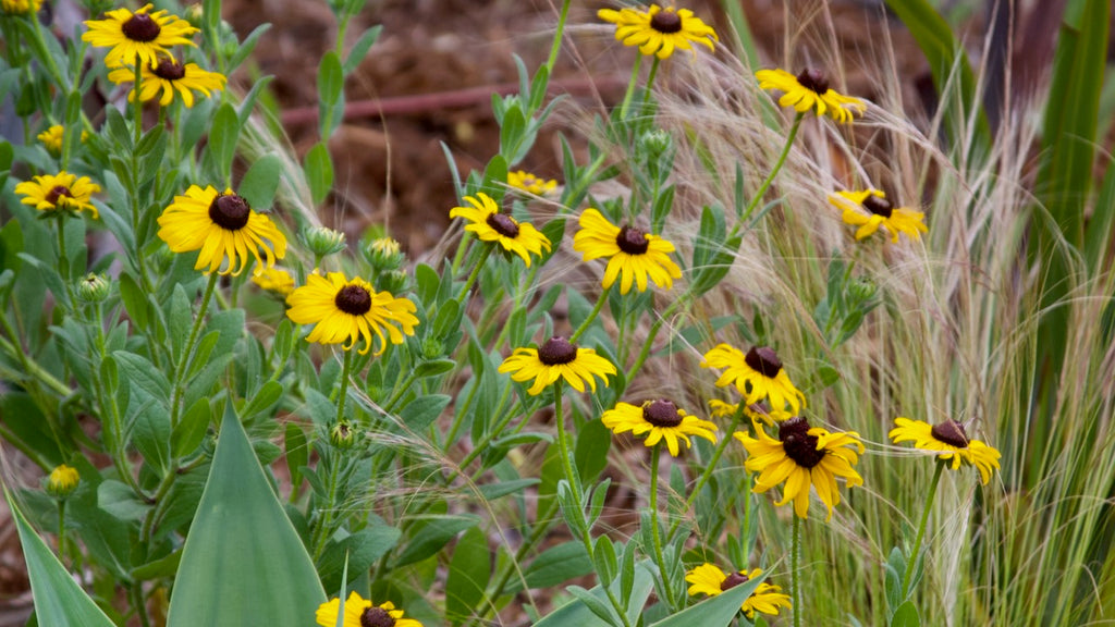 rudbeckias