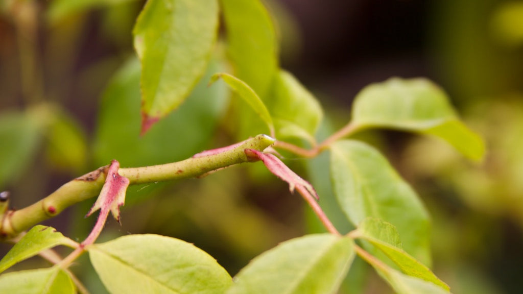 deadheading roses