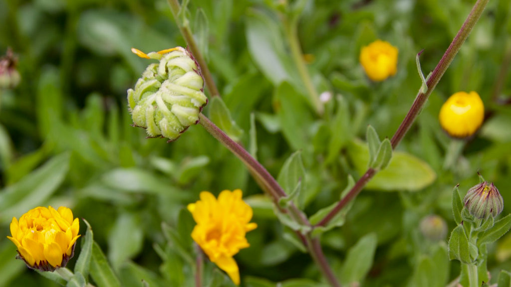 deadheading calendula