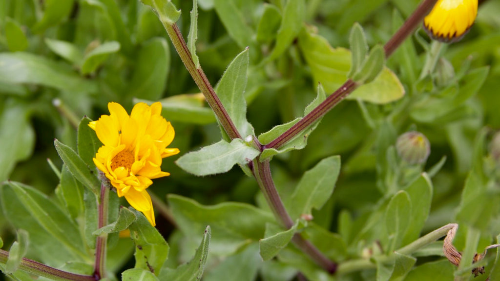 deadheading calendula