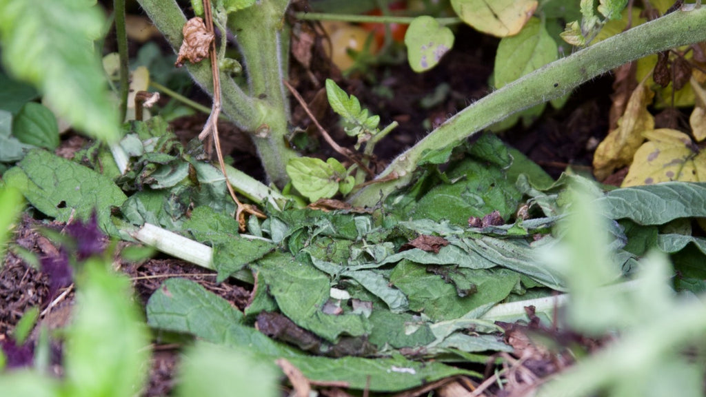 comfrey mulch