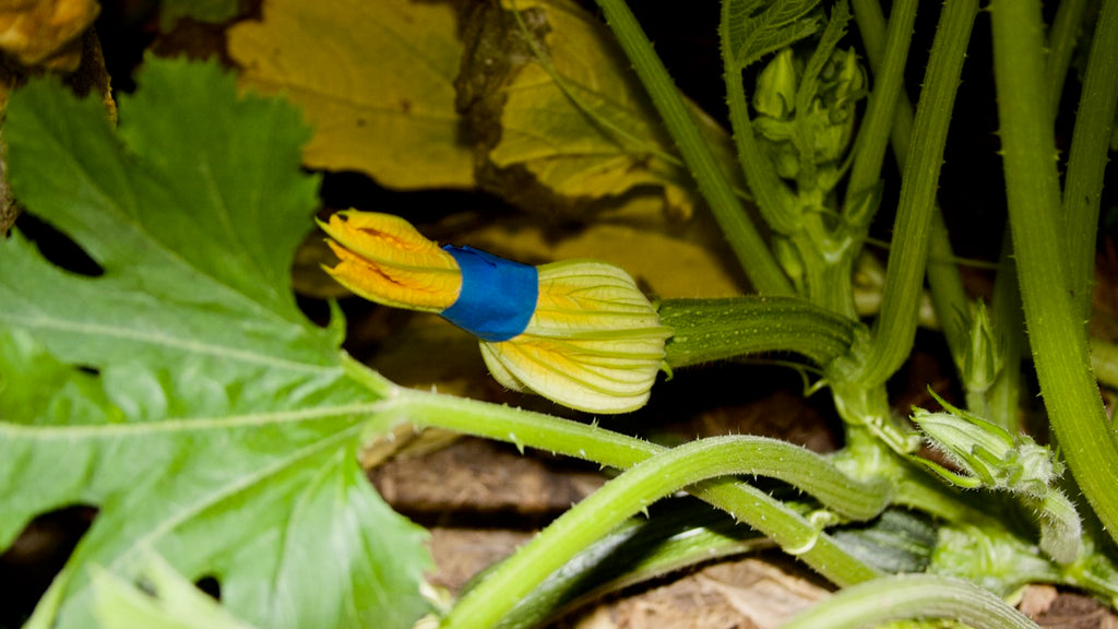 female zucchini flower