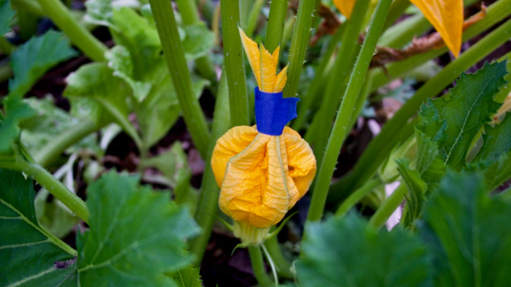 male zucchini flower