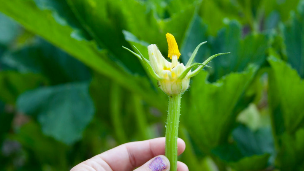 male zucchini flower without petals