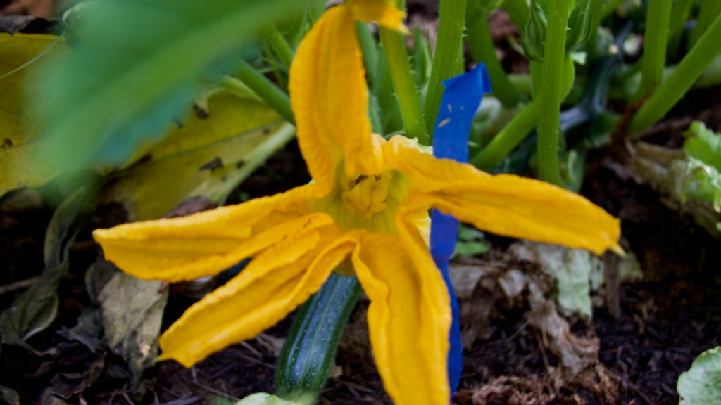 female zucchini flower