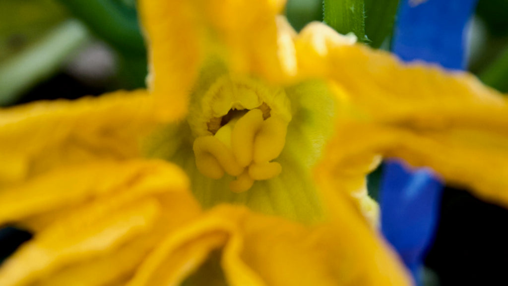 female zucchini flower lady parts