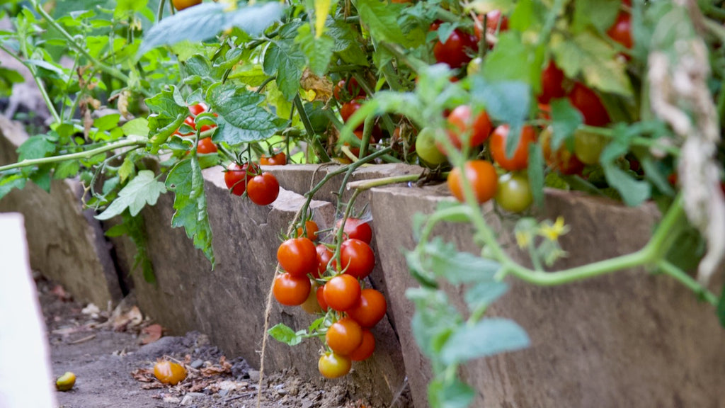 saving seed from heirloom tomatoes