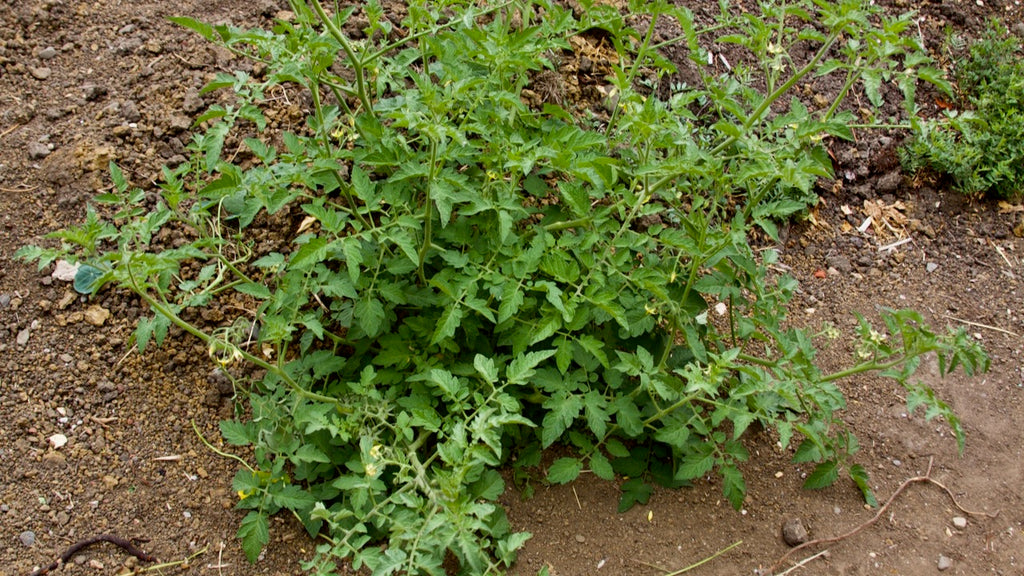 tomato volunteer