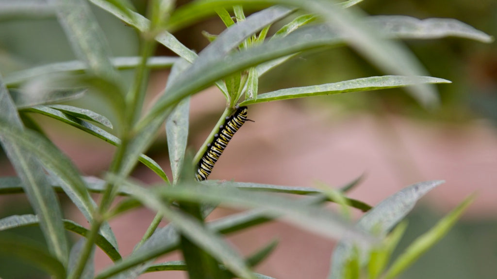 monarch caterpillar