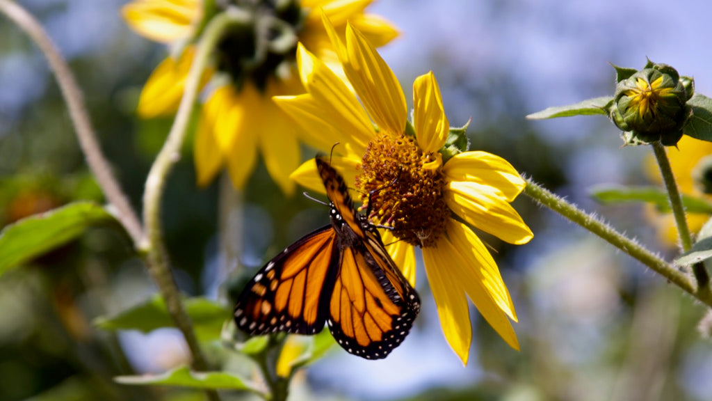 Monarch butterfly