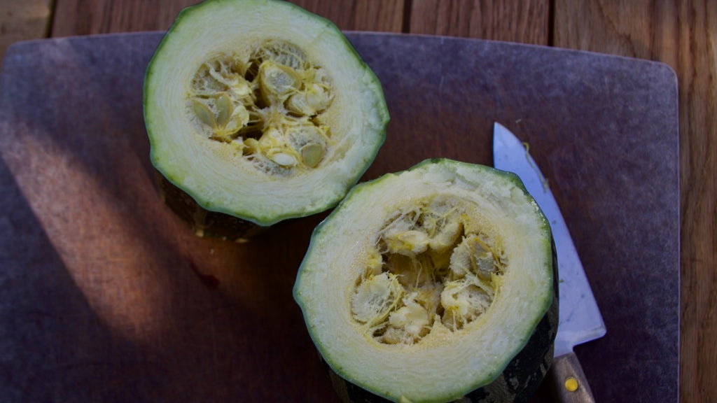 harvesting zucchini seeds