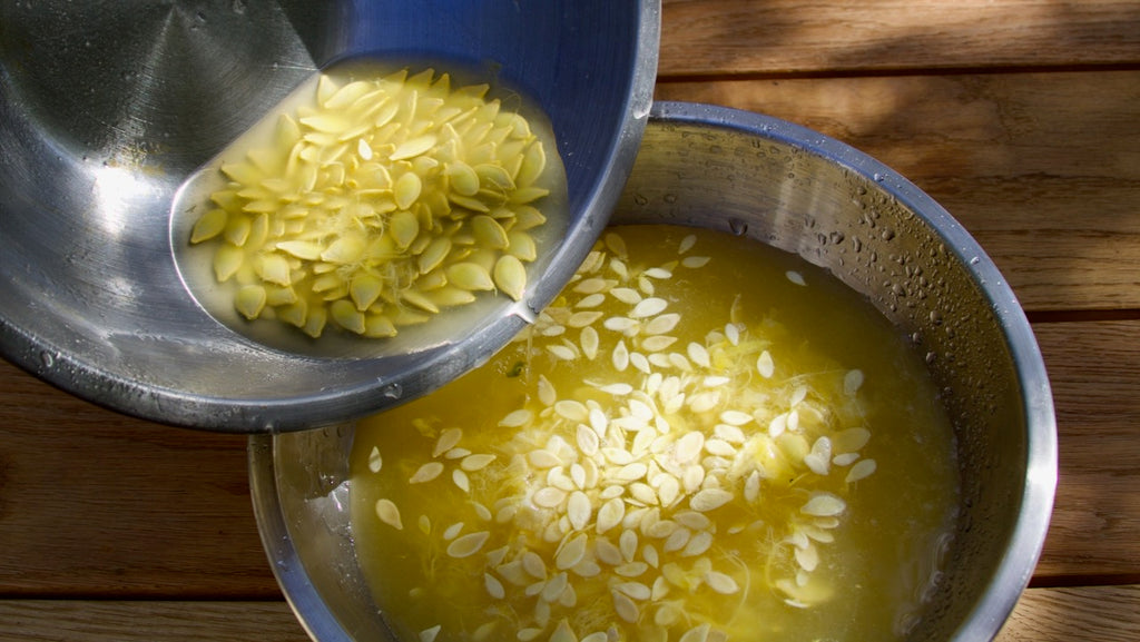 harvesting zucchini seeds