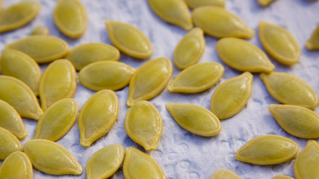 harvesting zucchini seeds