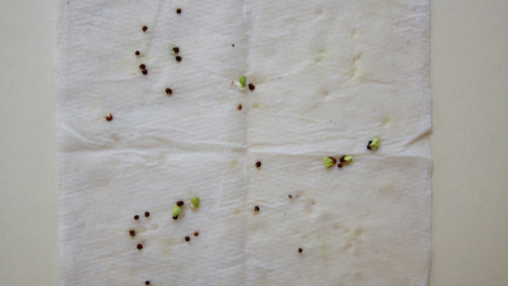 germination test