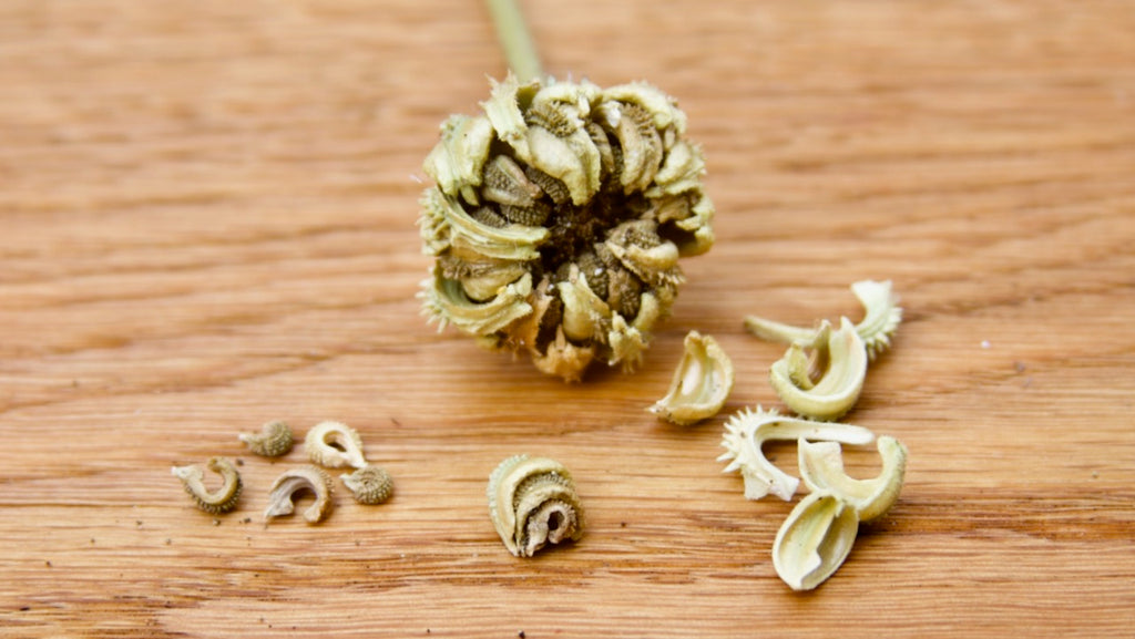 calendula seeds for germination test