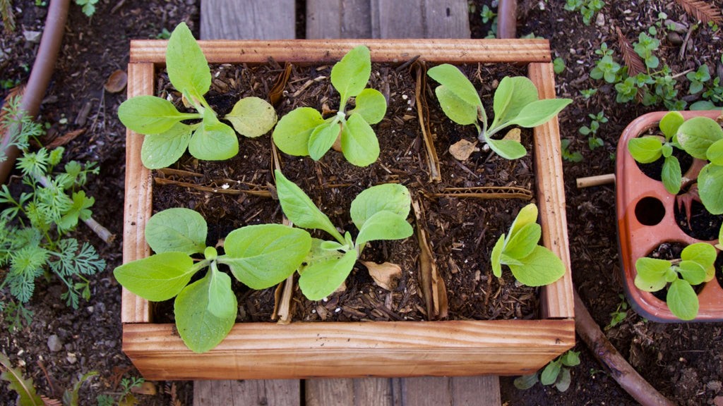 reclaimed wood planter for seedlings