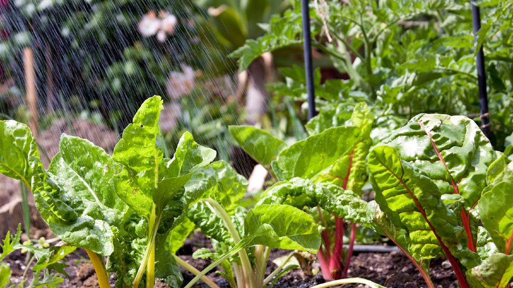 Watering chard in veggie bed