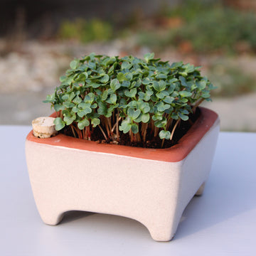 Self-watering seed pot, Non-toxic Terracotta seed tray