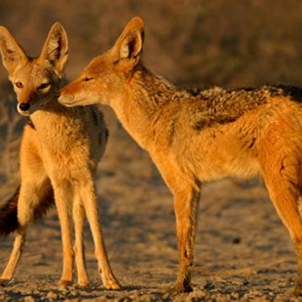 father's day animal pictures