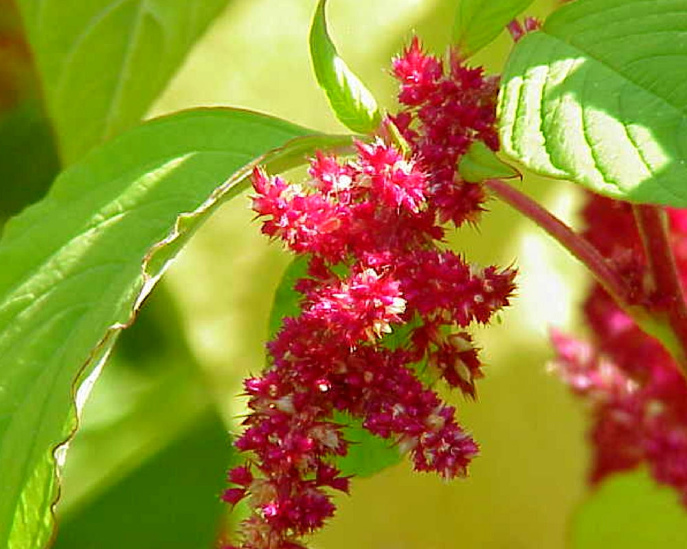 The Quali-tea of Red Root Amaranth