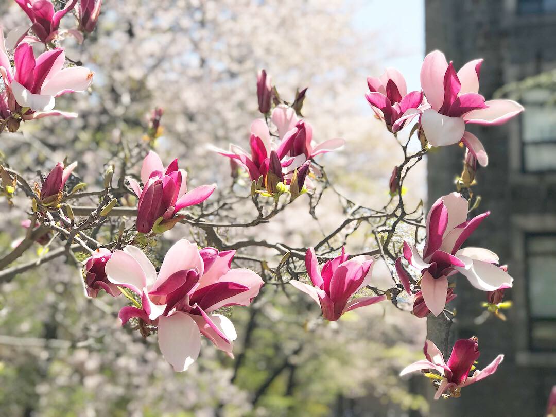 Instagram Worthy Flowers To See In Korea After The Cherry Blossoms Fal Snackfever