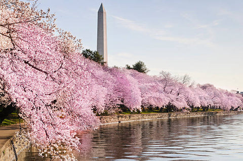 cherry blossoms, DC