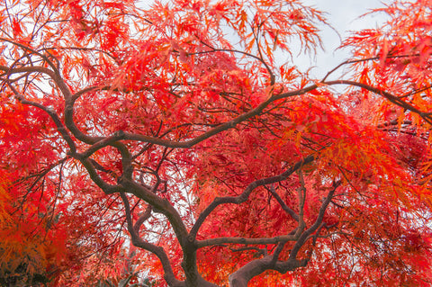 Japanese maple tree