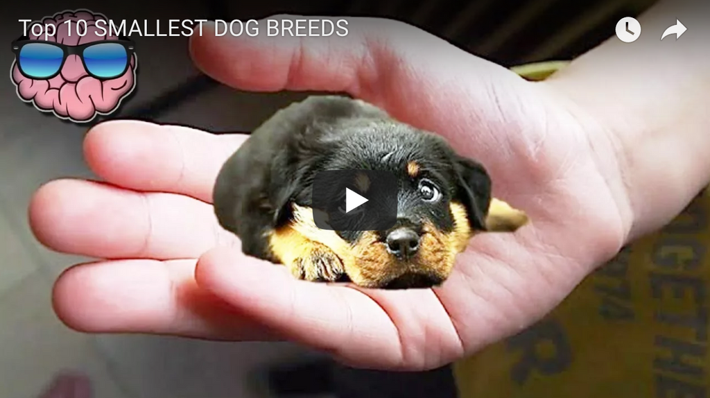 tiniest dog breeds