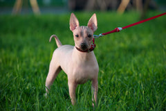 American Hairless Terrier standing in the grass