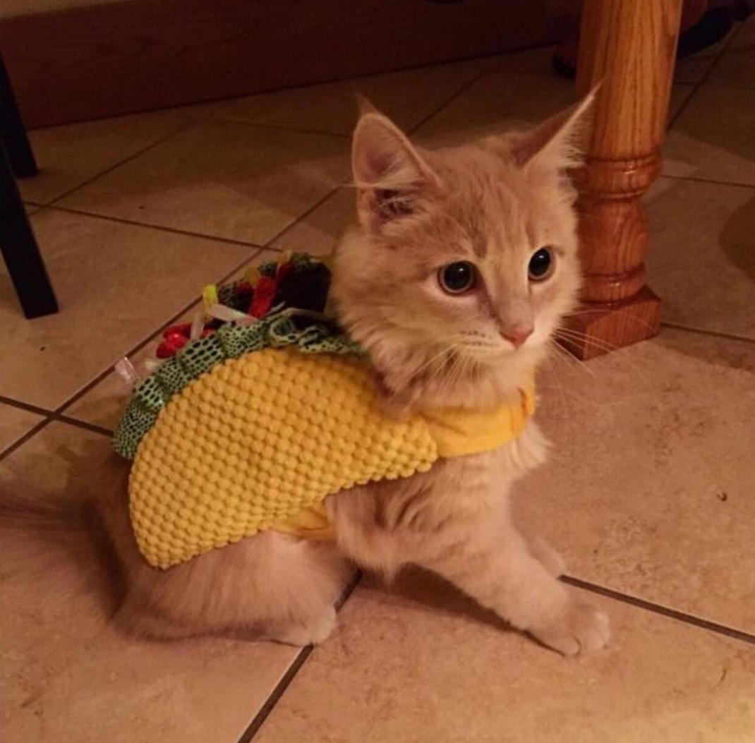 Cat wearing at taco costume
