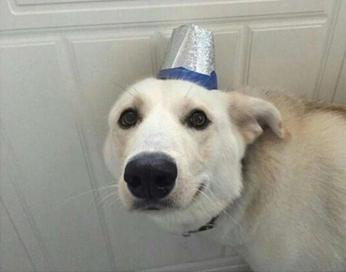 27 Hilarious Memes of Dogs Wearing Hats – Tail Threads