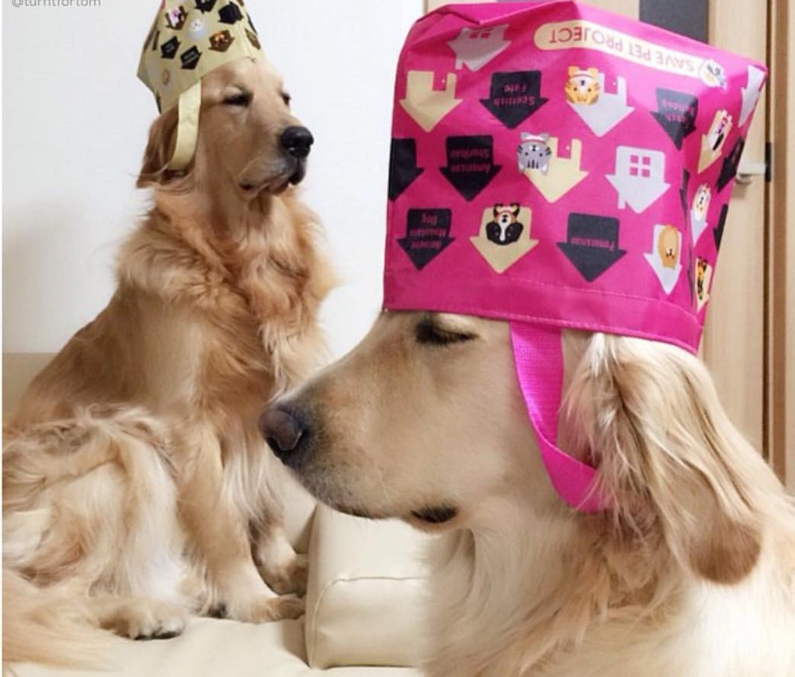 27 Hilarious Memes of Dogs Wearing Hats – Tail Threads