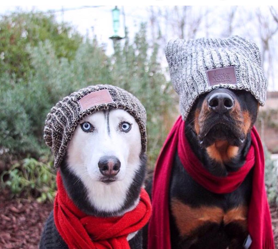 Matching Pfp Hats : Dog Hat Meme Wearing Picdump Dogs Daily Hats Funny ...