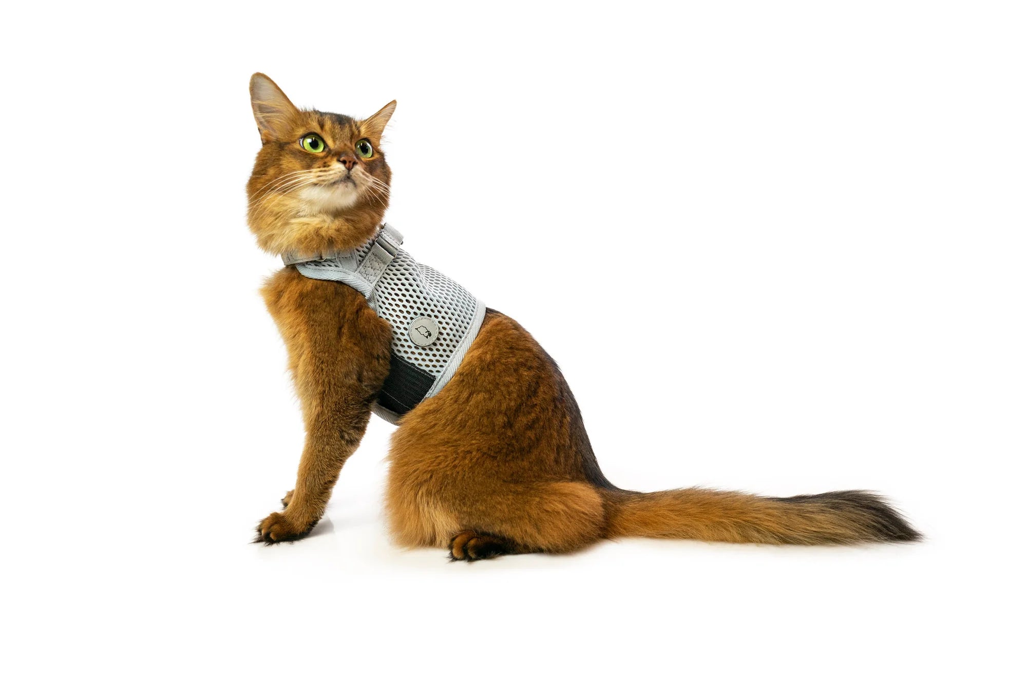 Sleepypod Martingale Harness for Cats - Large Size Only