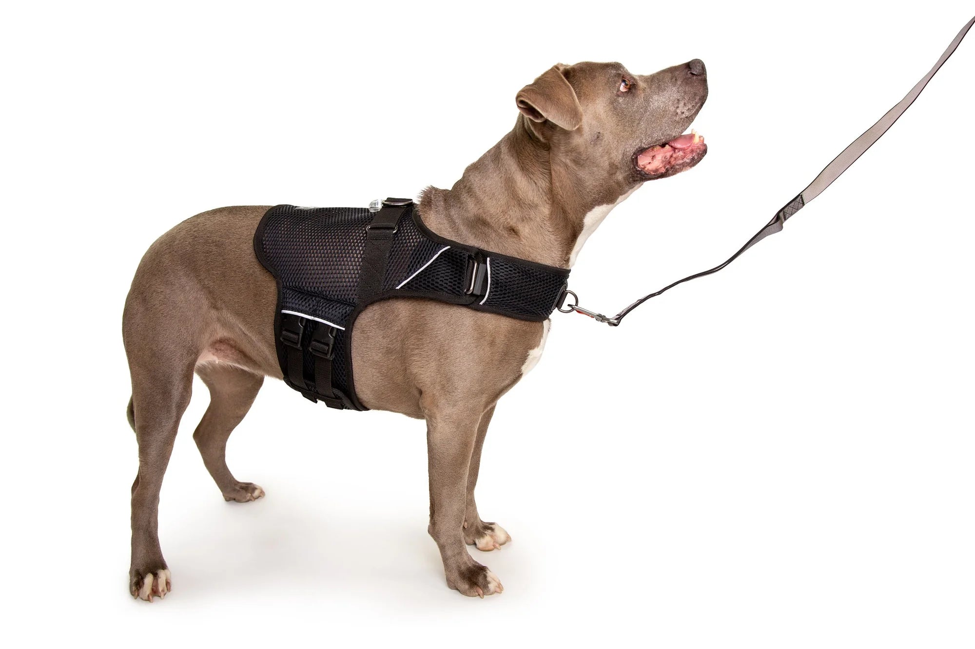 Sleepypod Martingale Calming Harness for Dogs