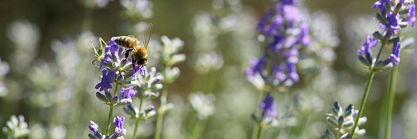 lavender plants 