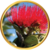 Pohutukawa