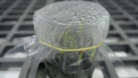 Seed trays will produce water vapor.