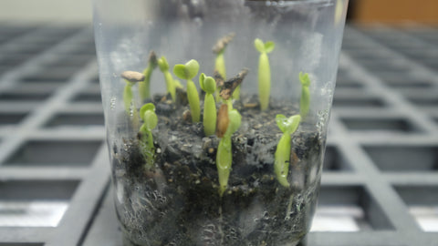 Beautiful Adenium seedlings