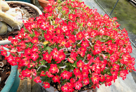 ADENIUM MINI SIZE (DHA) RED