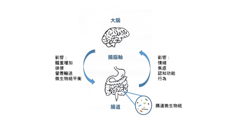 gut-brain axis 