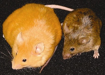 健康及肥老鼠 healthy & obese mice