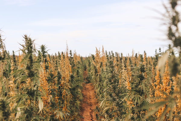 a photograph of a large australian hemp field with all plants in bloom