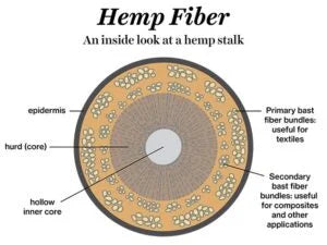a diagram of the inside cross-section of a hemp stalk