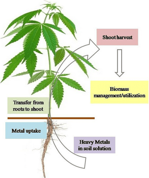 a diagram of a hemp plant's capability of absorbing heavy metals