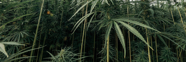 hemp plants