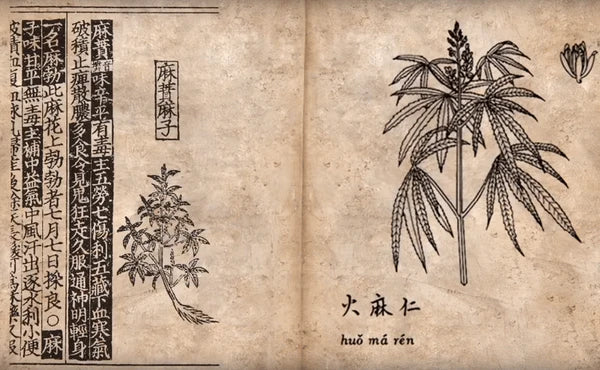 ancient parchment paper showing ink illustration of hemp plant, with Chinese calligraphy characters