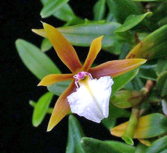 Encyclia polybulbon close up flower